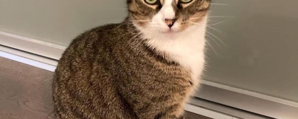 ปกกลุ่มทาสแมว