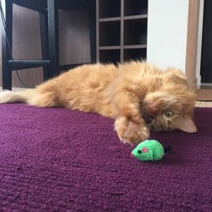 Royal Canin Kitten อาหารลูกแมว 2kg