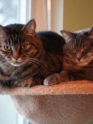 น้องส้มเล่นลูกบอลน่ารักมาก! 🐾