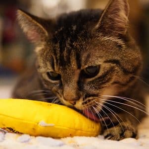 คอนโดแมว 3 ชั้น พร้อมเสาลับเล็บ