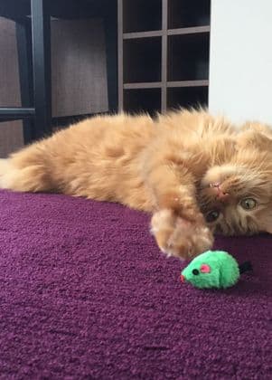 อาหารแมวเม็ด Royal Canin สูตรโปรตีนสูง