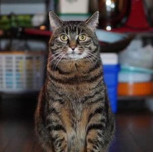 ของเล่นแมว ไม้ล่อขนนก อัตโนมัติ