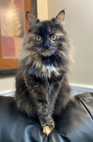 ส้มโอ — Persian mix 12 เดือน ♂ ฉีดวัคซีนแล้ว