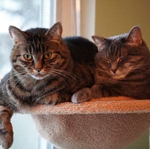 Frontline Plus หยดกำจัดเห็บหมัด แมว