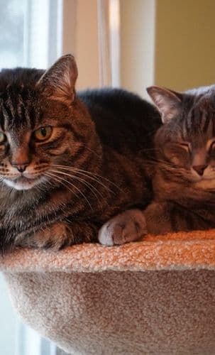 แมวเปอร์เซียนอนกวนใจมาก สุดน่ารัก 🥰