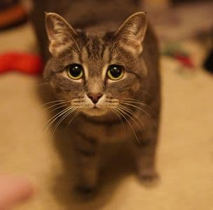 Whiskas อาหารเปียกแมว รสทูน่า 12 ซอง