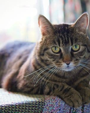 Pet Lover Clinic — คลินิกแมวใจกลางเมือง