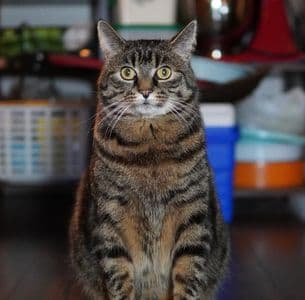 น้ำพุแมว อัตโนมัติ 2.5 ลิตร