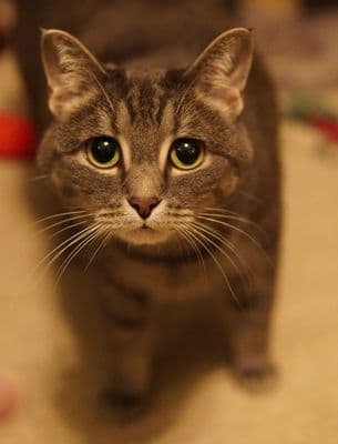 ของเล่นแมวไม้ตกขนนก พรีเมียม