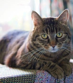 วิธีทำอาหารแมวโฮมเมดสูตรไก่ต้ม อร่อยมาก!