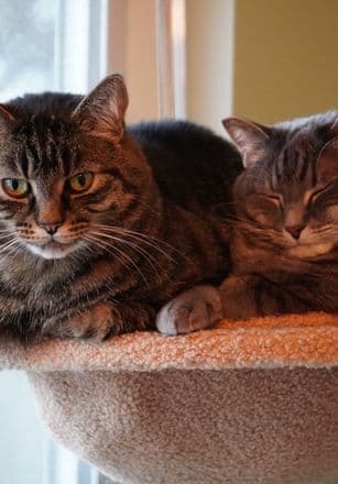 มิลค์ — Scottish Fold 8 เดือน ♀ ทำหมันแล้ว