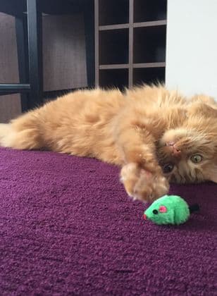 บ้านแมวไม้ระดับ Premium ขนาด L เสาข่วน