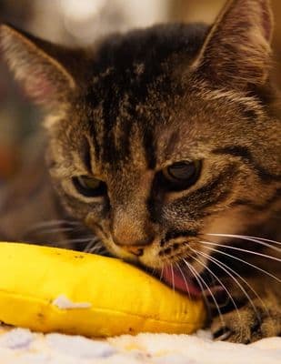 Meow Hotel — โรงแรมแมวระดับ 5 ดาว สุขุมวิท