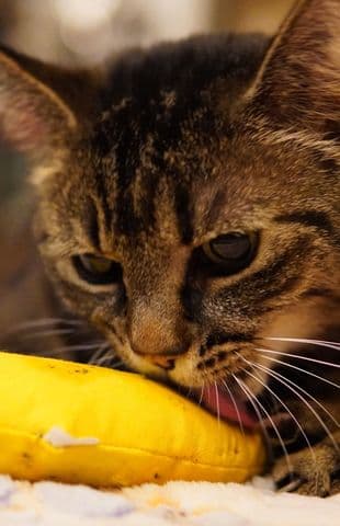 ร้านอาหารแมวที่ชื่นชอบมาก #แมวอ้วน #แมวไทย