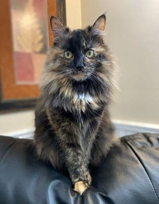 ชุดอุปกรณ์ดูแลสุขภาพแมว ครบเซต แปรงขน+ยา