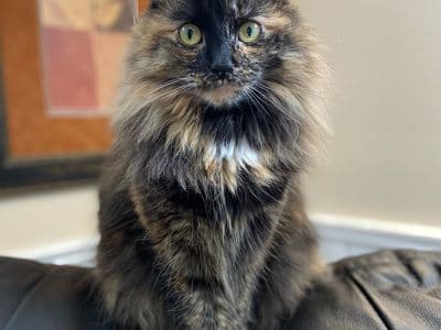 ส้มจี๊ด