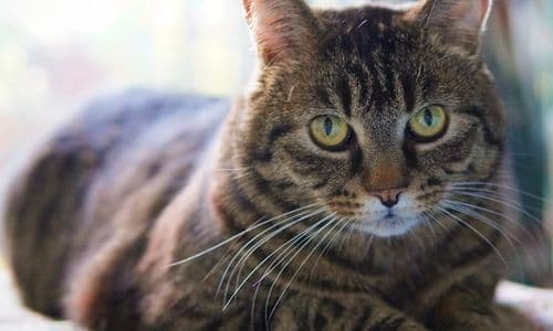 10 อาหารแมวที่ดีที่สุด ปี 2026 จัดอันดับโดยทาสแมว