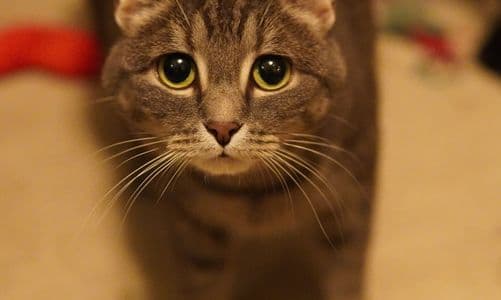 คู่มือทาสแมวมือใหม่ สิ่งที่ต้องรู้ก่อนรับน้องมาเลี้ยง