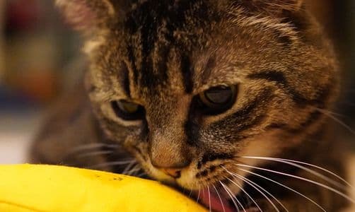 ตารางวัคซีนแมว ครบทุกเข็ม ต้องฉีดเมื่อไหร่บ้าง?